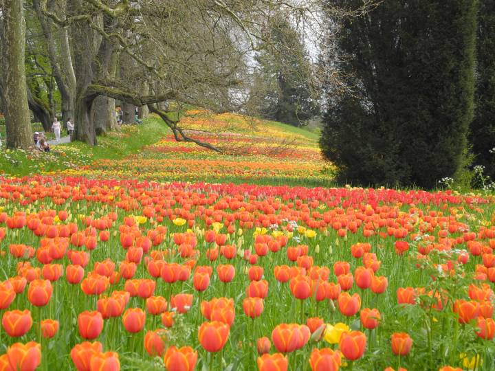 Ile de Mainau (Lac de Constance).